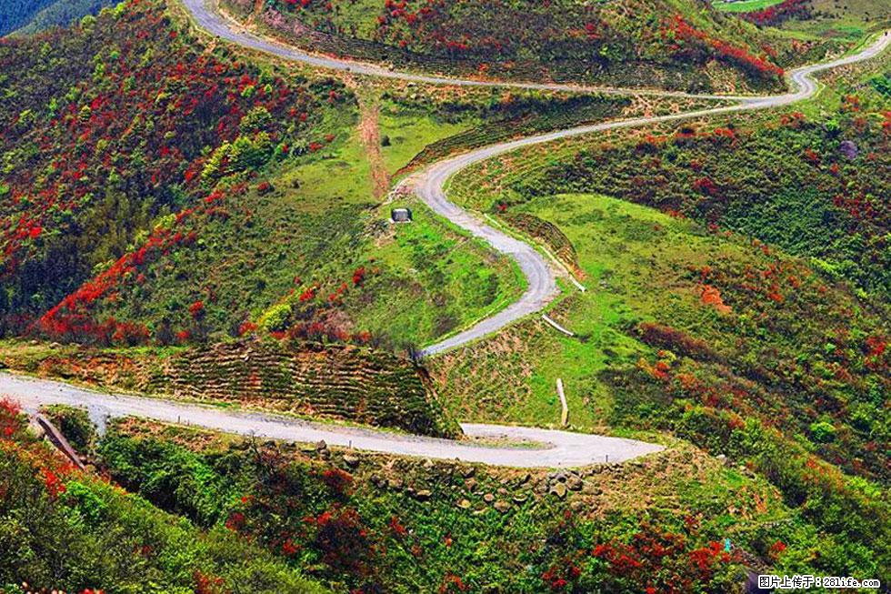 【春天,广西桂林灌阳县向您发出邀请!】春木界上映山红 - 游山玩水 - 临沧生活社区 - 临沧28生活网 lincang.28life.com