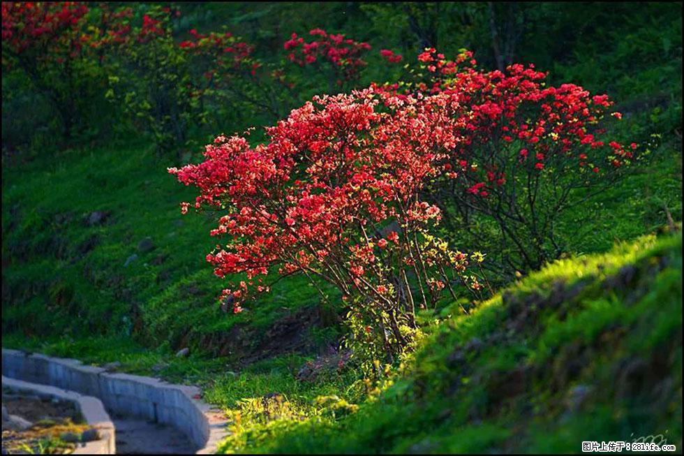 【春天,广西桂林灌阳县向您发出邀请!】春木界上映山红 - 游山玩水 - 临沧生活社区 - 临沧28生活网 lincang.28life.com