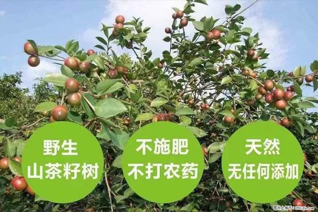 【灌阳县油茶产业示范区】一个有着充实的精神生活的人,对待身外之物自会有一种淡泊的态度 - 美食天地 - 临沧生活社区 - 临沧28生活网 lincang.28life.com