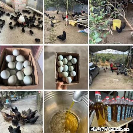 油茶园从小鸡仔开始养起的纯土鸡、土鸡蛋可以预定啦!还有前几天刚榨的纯山茶油哦 - 美食天地 - 临沧生活社区 - 临沧28生活网 lincang.28life.com