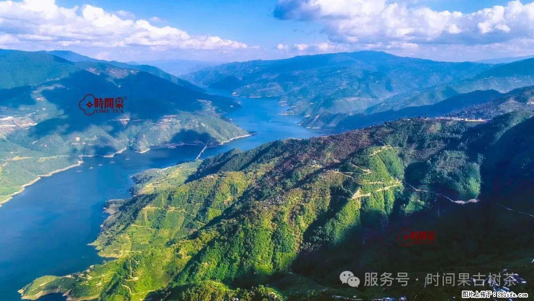 时间果百年古树龙珠普洱生茶 - 购物交流 - 临沧生活社区 - 临沧28生活网 lincang.28life.com