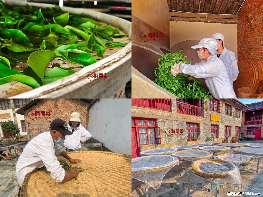 时间果百年古树龙珠普洱生茶 - 购物交流 - 临沧生活社区 - 临沧28生活网 lincang.28life.com