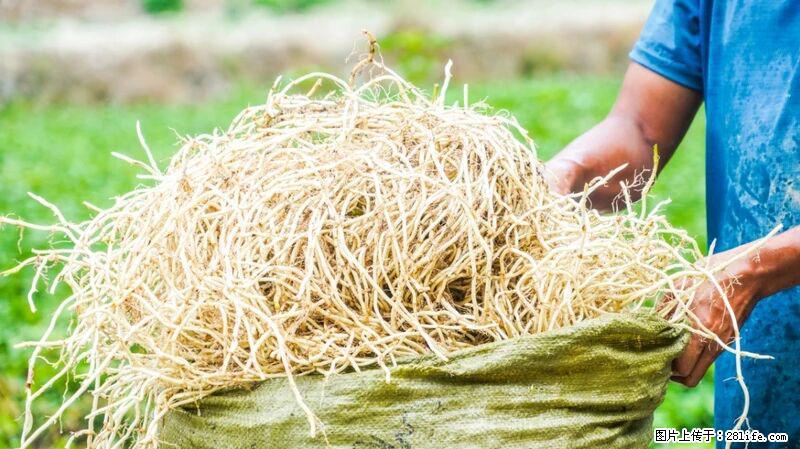 堪称“最难吃”的蔬菜,却是 “抗辐射神器”,还能护肺、清热、止咳化痰! - 临沧生活资讯 - 临沧28生活网 lincang.28life.com