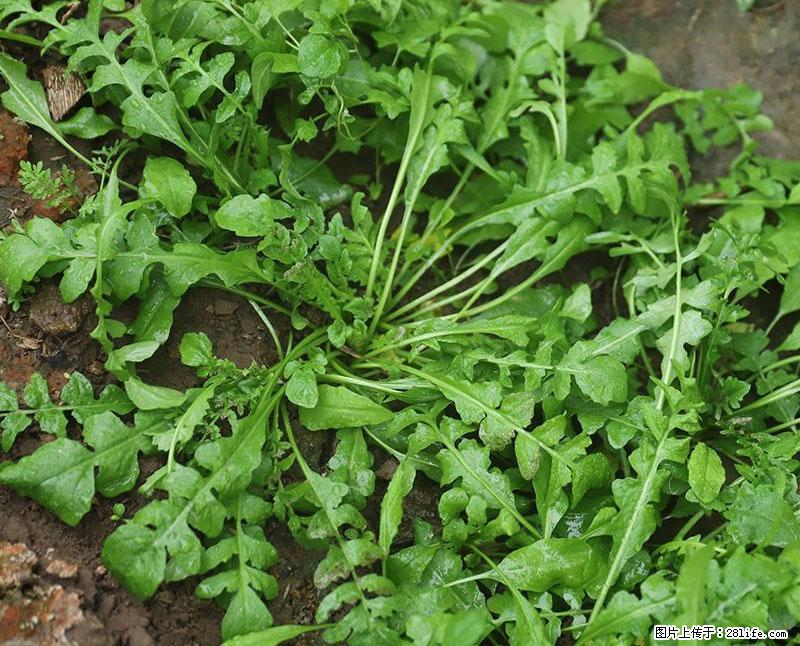 这些蔬菜是“天然钙片”，这6种被医生重点推荐 - 临沧生活资讯 - 临沧28生活网 lincang.28life.com