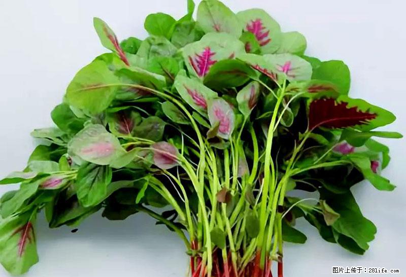 这些蔬菜是“天然钙片”，这6种被医生重点推荐 - 临沧生活资讯 - 临沧28生活网 lincang.28life.com