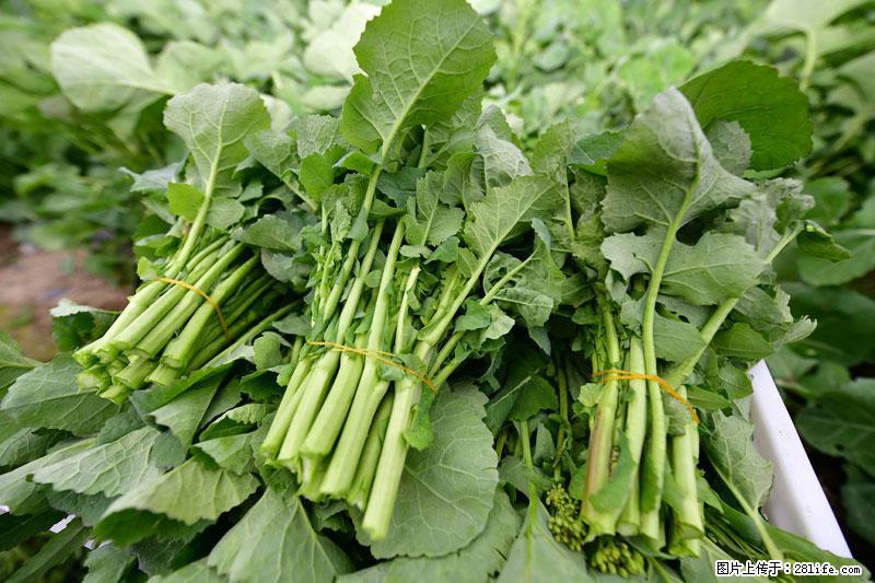 这些蔬菜是“天然钙片”，这6种被医生重点推荐 - 临沧生活资讯 - 临沧28生活网 lincang.28life.com